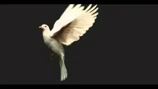 White Dove Capture Live From Phantom to GVS9000 Uncompressed HD  VTR