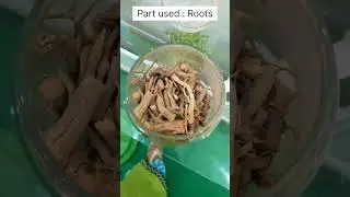 Nili/Nelini|Indigofera tinctoria&nbsp;|Dravyaguna drug samples |Swarna Ayurveda BAMS 2ND YEAR