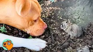 Huge Pitbull Meets Bunny For First Time, People Can&rsquo;t Believe It | Cuddle Buddies