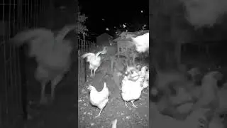 Wolf Attacks Chicken Coop at Night | Real Security Camera Footage 🐺🌙 #shorts