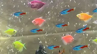 Glofish Tetra and Neon Tetra &ndash; Can They Live Together. Neon Tetras and glofish share same fish tank