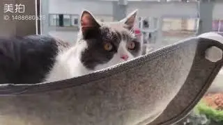 Pet Hammock Beds Cat Window Felt Bed Suction Cat Rest Shelf House c