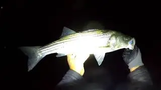 yo-zuri darter personal review