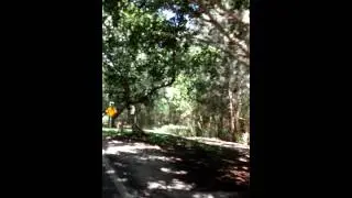 Tree Lined Drive from Hobe Sound Beach, Florida
