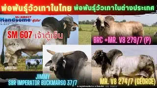 วัวเทาในไทยเจ้าตู้เย็นSM607 และวัวนอกV8 274/7, V8 279/7, SBR IMPERATOR BUCKMARSO 37/7