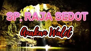 SP Raja Sedot Anakan Walet 💯👍👍