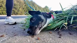 Meet Beaux: Energetic Three-Legged Dog Up for Adoption