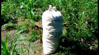 Production de piment