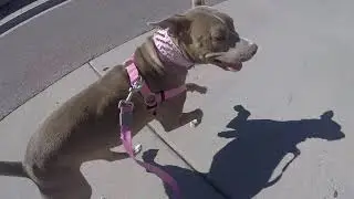Skateboarding with Sophia - October 11, 2016 at 4:30 PM