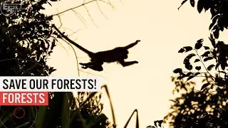 Save our forests!