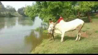 cow