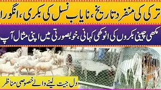 Unique History of Turkish Angora Goats | Rare Breed & Their Stunning Beauty | Samaa Punjabi