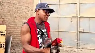 Entrevista a Jacinto Reyes  Encastador y prepa DOMINICANO del Gallon NINJA del sr Jose Odo Kanashiro