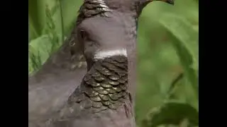 Wild America (1991) | S2 E2 'Birds of a Feather' | Full Episode | FANGS