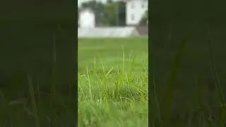 How to Control Nutsedge in Your Lawn | Quick Turf Tip with Matt Sousek