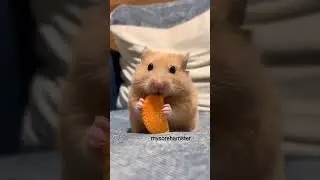 hamster eat carrot 🥕 #hamster #cute #shorts #eating #sami #whatsappstatus