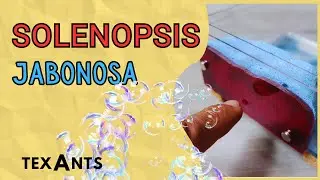 🚩 YTON Perfecto para SOLENOPSIS🔥Cómo hacer hormiguero de Ytong con la RECETA Texants.