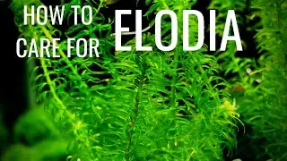 How To Care For And Propagate Elodia (AKA Anacharis)