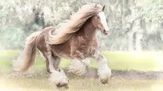 Gypsy Vanner Horse Stallion Bullet