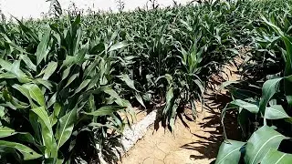 زراعة الذره فى الفرافره
