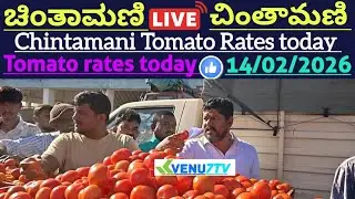 #14/02/2026 #today Chintamani tomato rates #Chintamani tomato market rates #tomato rates #Venu7tv 