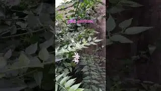Fragrant Pink Jasmine||Jasmine Flowers Pink Buds||#viral#shorts#jasmine#pinkjasmine#garden#plant