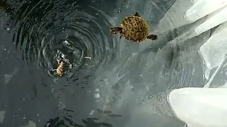 Trachemys Scripta Scripta mangia un Geco / Turtle eats a Gecko