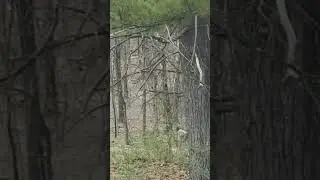 Unknown Creature Terrifies Father and His Children While Filming in the Woods!