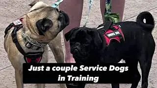 Just a couple Service Dogs in Training | Balanced Obedience Dog and Puppy training specializes