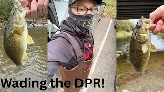Wading The DPR for Whatever Bites!