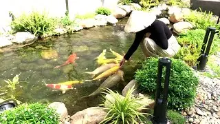 Thi công hồ koi lót bạt lọc phương pháp tự nhiên tại Sadec