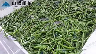 Green peppers drying machine
