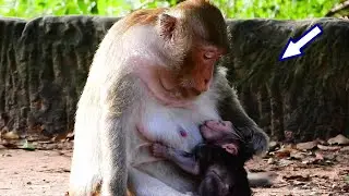 Unbelievable to see Tara denying milk to her new born baby Tia !!!😥😥😥😥 Poor baby needs milk !😥😥😥