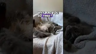 Do your cats have this problem? #catproblems