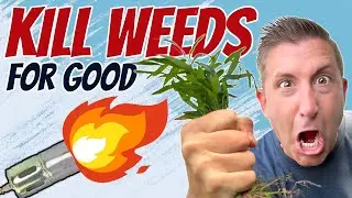 KILL LAWN WEEDS - safely and quickly | Fire Vs. Chemical