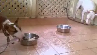 First Time Raw Feeding English Bull Terrier