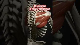 Understanding the Rotator Cuff: 3D Animation Breakdown