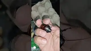 Mga alaga nating Cockroaches 💓🤗