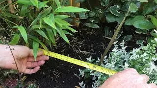 Black Bamboo and the reason why it should be put in a container, this is what happens...