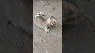 BAYI kucing NANGIS