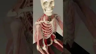 Anatomy in 3d- Seated Client (Transparent Muscle View)