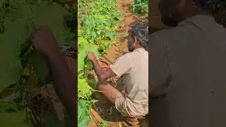 ଶଶାଙ୍କ ସାର କାକୁଡ଼ି ଗଛରୁ କଣ ପାଇଁ ପତ୍ର ଗୁଡାକ କାଟୁଛନ୍ତି ପଚାରି ବୁଝିବା 