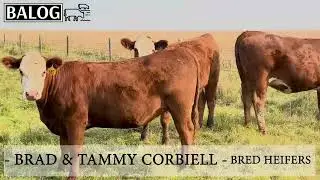 Brad & Tammy Corbiell Bred Heifers