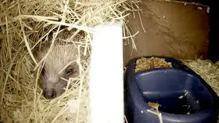 Hedgehogs Live - Norwich UK - 2026-01-23