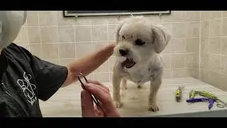 Terrier X, full groom, thick fur, fidgety w front paws, dog grooming without restraints