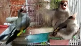How to pair gold finch / Male gold finch meeting with female gold finch /جورہ کردن سایرہ