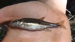 La pêche du vairon (HD)