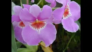 Miltoniopsis: l'orchidea pansè, gli ibridi moderni sono facili e bellissimi