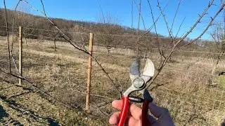Tăierea la Prun 🫐