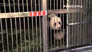 pandapia 20140327-A0900-飼養工作-愛浜在籠子裏